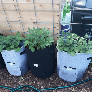 tomato grow pots supplier